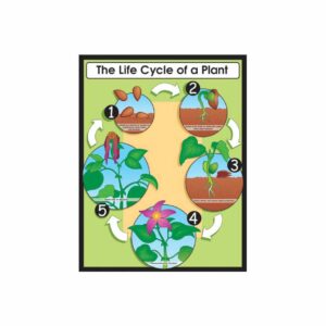 life-cycle-of-a-plant