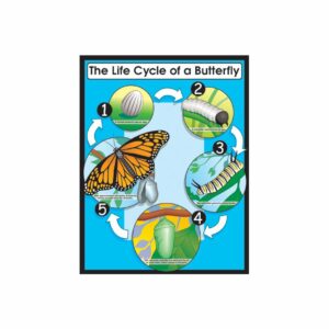 life-cycle-butterfly