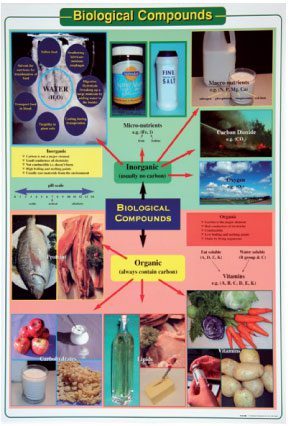 biological-compounds-a1-laminated