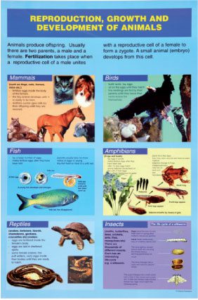 reproduction-growth-development-animals-a1-laminated