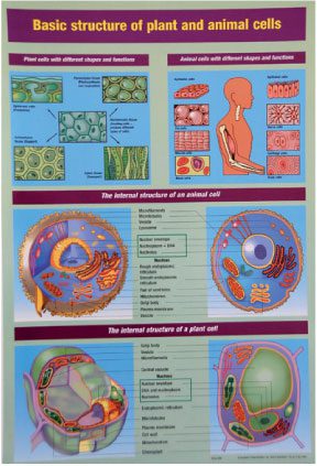 basic-structure-plant-animal-cells-a1-laminated