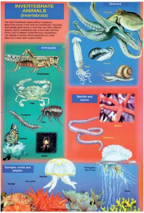 invertebrate-animals-a1-laminated