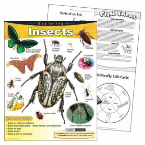 exploring-insects-learning-chart